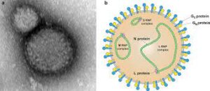 WELV - ORTHONAIROVIRUS