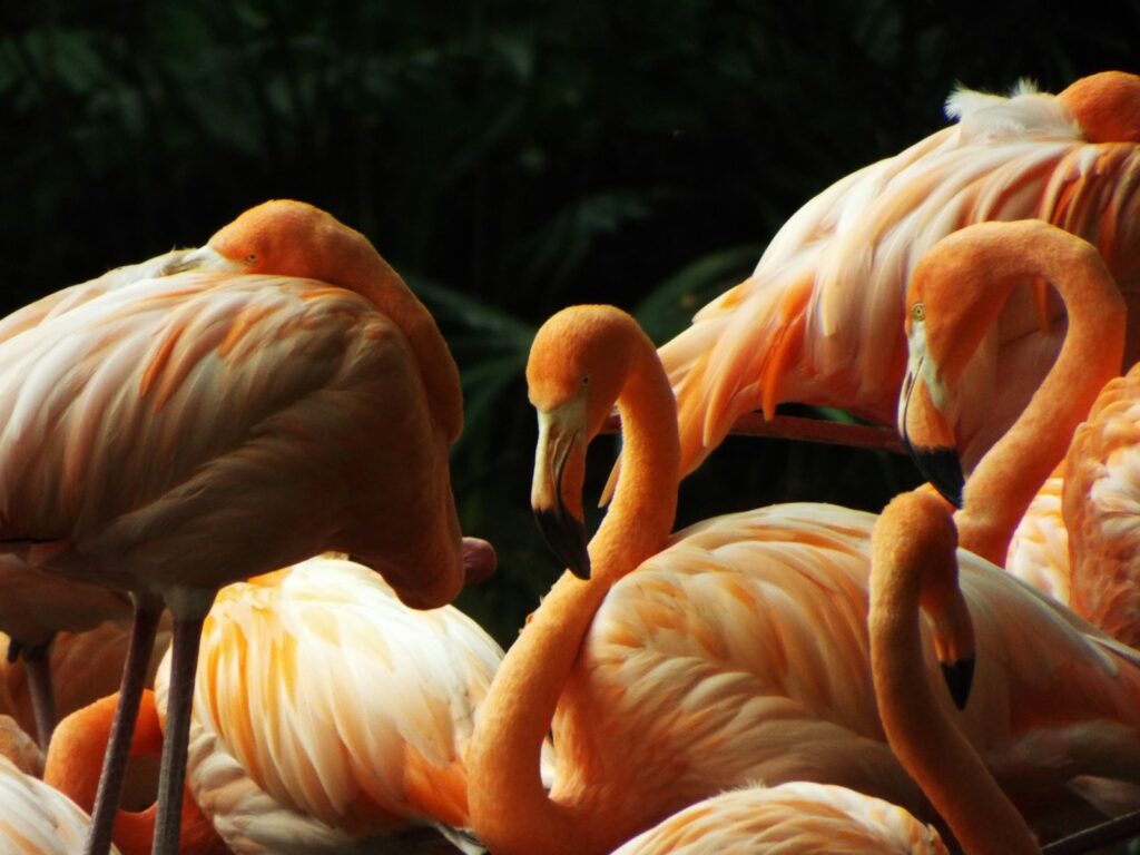 A group of pink flamingos standing next to each other